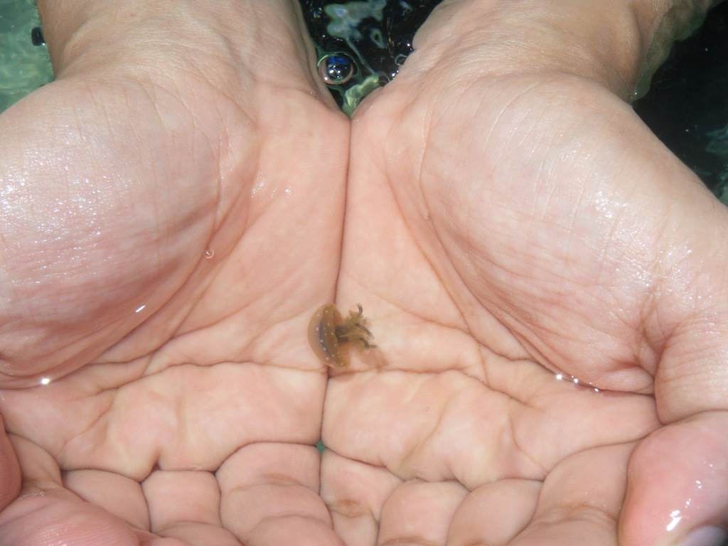 Baby Jellyfish