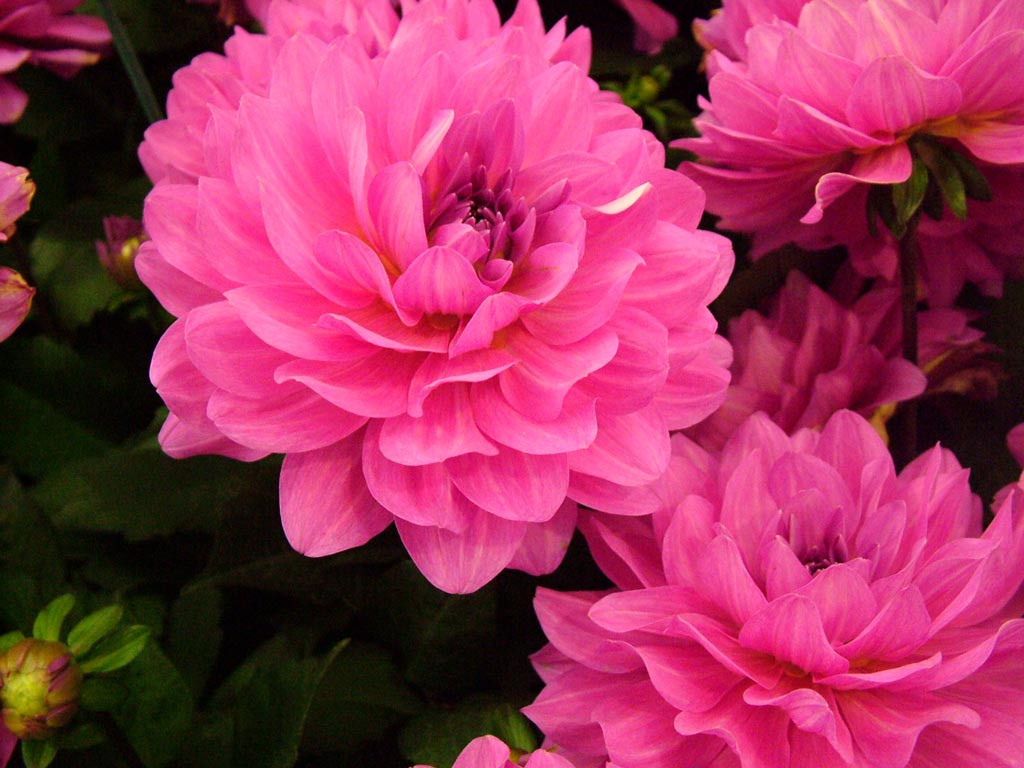 Rosey's Barn 38 Household Plants that are Toxic to your Pets