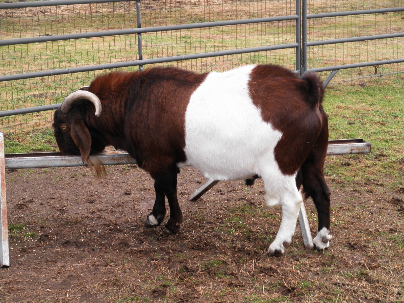 Harmon PFarms BOER MEAT GOATS