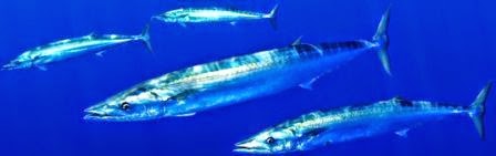 Tips Dan Trik Mancing Tenggiri Tips Dan Trik Mancing Tenggiri