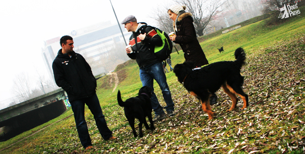 Heban i Tesla Dogs' Paths