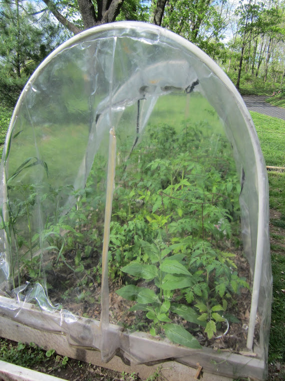 Keeping the Tomatoes Warm