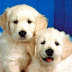 Cute Pupies Wallpaper -6