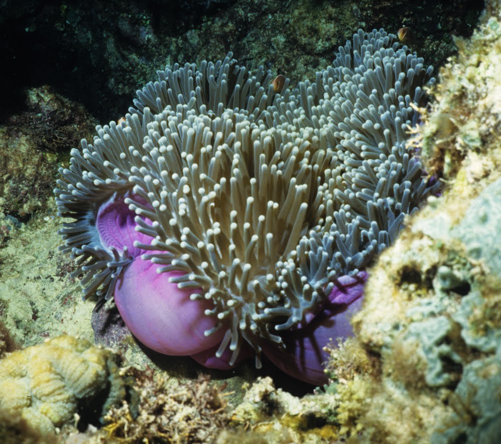 Magnificent Sea Anemone 3