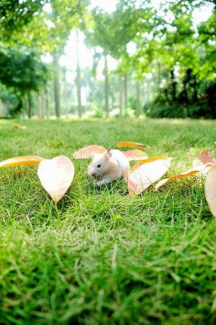 Cute and funny pictures of hamsters 2-8