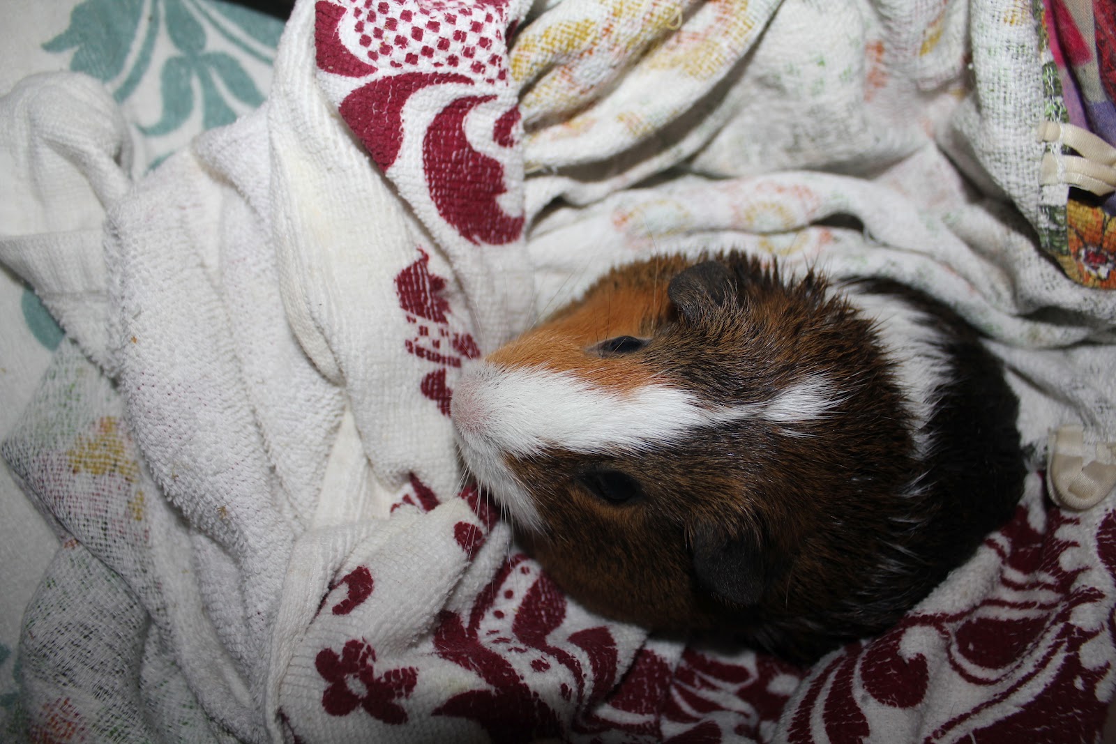 Guinea Piggy Babies Bathing the Guinea Pigs