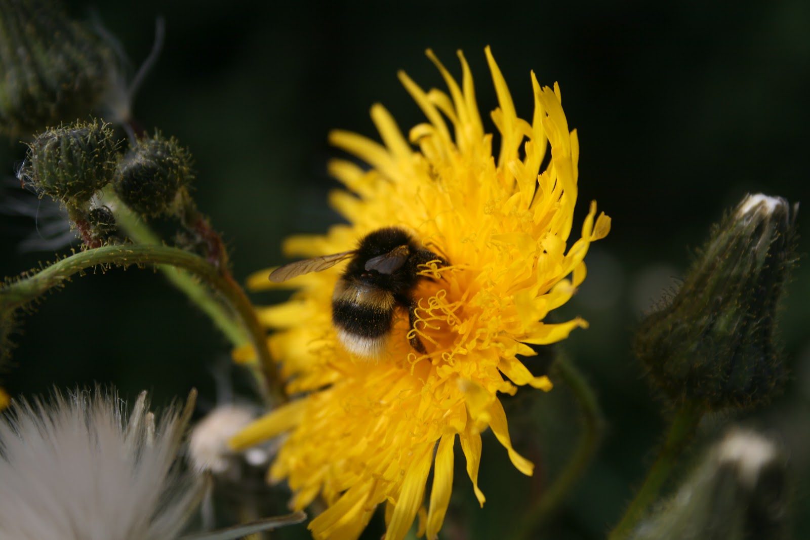 crivens jings and help ma blog The smell of bees