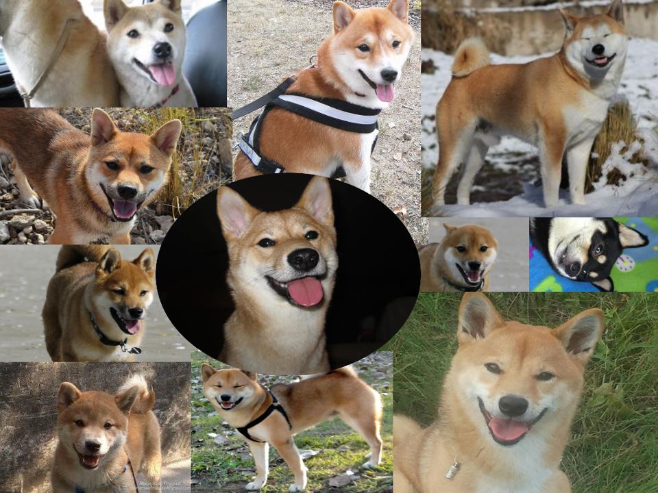 Smiling Shiba Inu