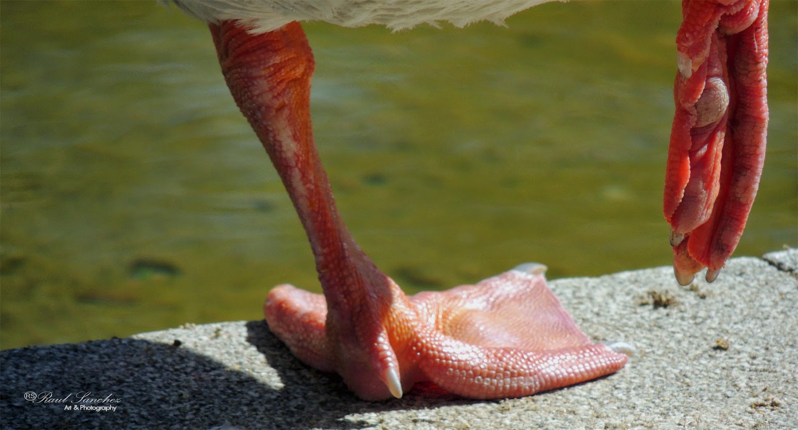 Naturaleza Viva abril 2015