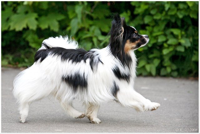 Cute Dogs ~ Wallpaper & Pictures