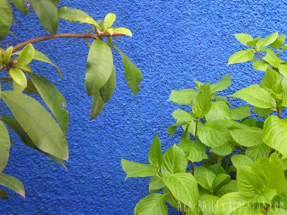 Blue stucco house, bright green plants