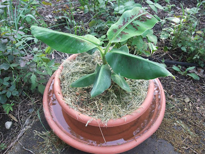 sick banana tree plant, leaves, sag, order online, amazon