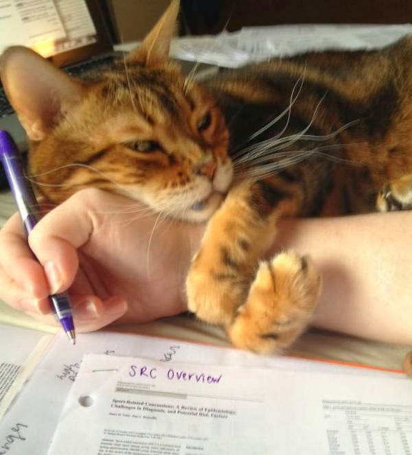 Funny cats - part 95 (40 pics + 10 gifs), cat pictures, cat annoys human working on his homework