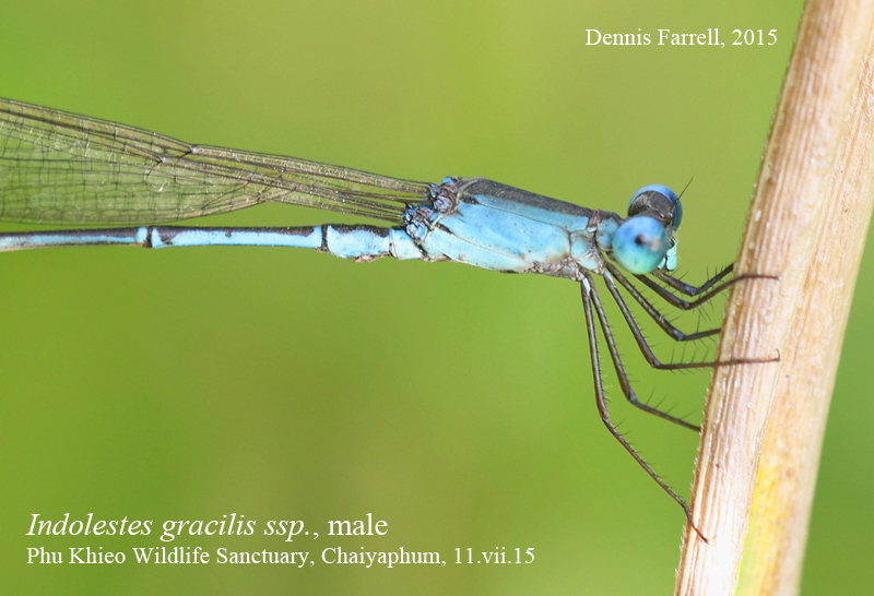 Dragonflies & damselflies of Thailand 177. Indolestes gracilis