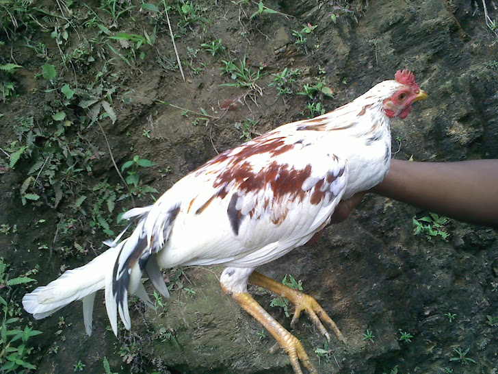 pollo canaguey propiedad de la cuerda 19
