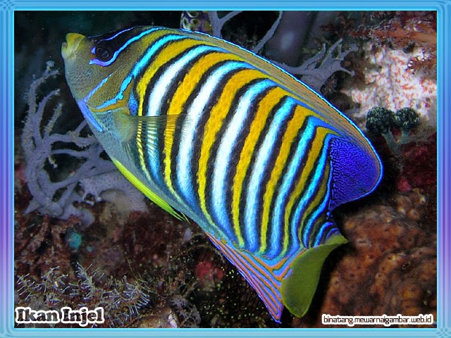 Ikan Injel Ikan Injel