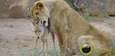 Pasangan Anjing Hutan Dan Singa