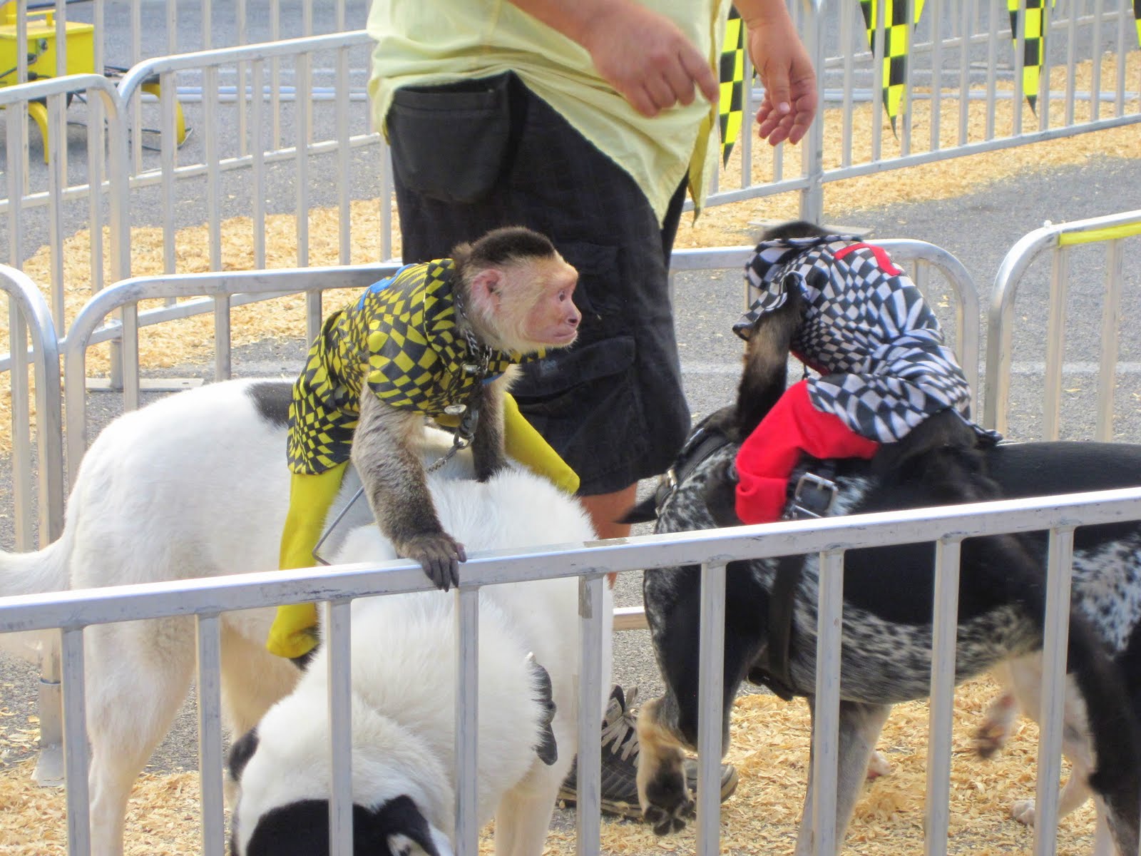 Monkey Jockeys The Dias Family Adventures