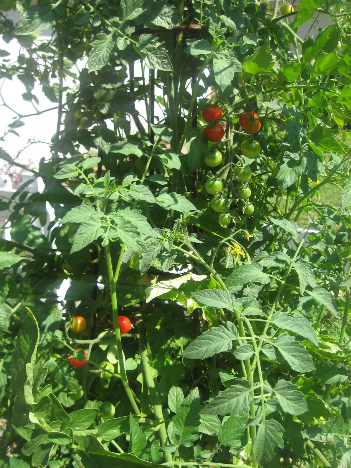 Recipes to Nourish Homemade Liquid