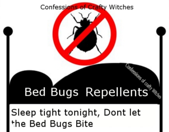 Common Bugs Found In Dorm Rooms Common Bugs Found In Dorm Rooms