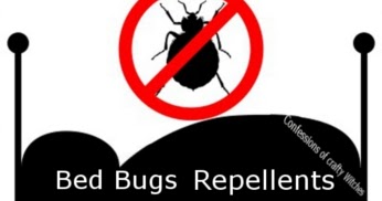 Common Bugs Found In Dorm Rooms Common Bugs Found In Dorm Rooms