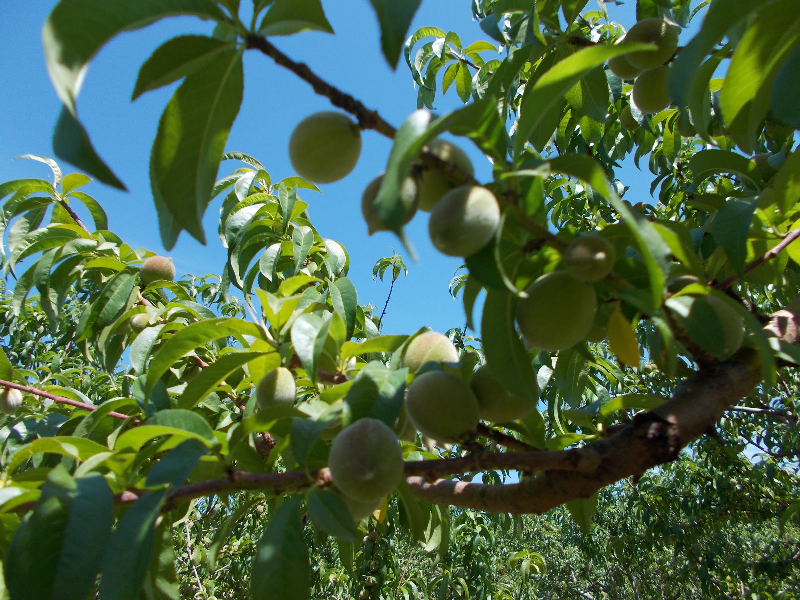 Brenda's Berries & Orchards Strawberry Harvest & Peach Thinning