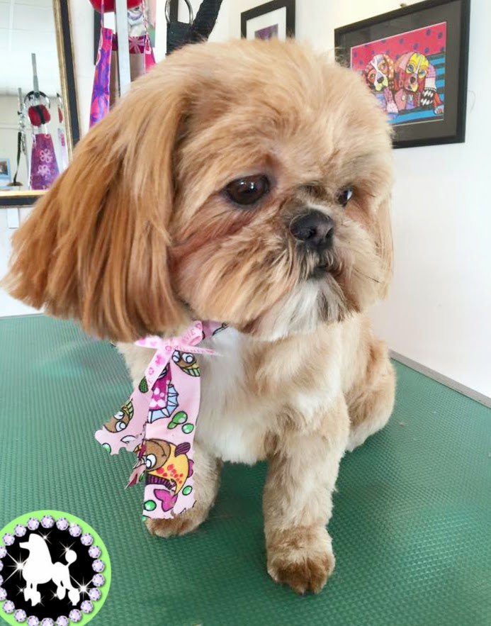 Mutleys Dog Grooming Ashby Mutleys Dog Grooming Ashby