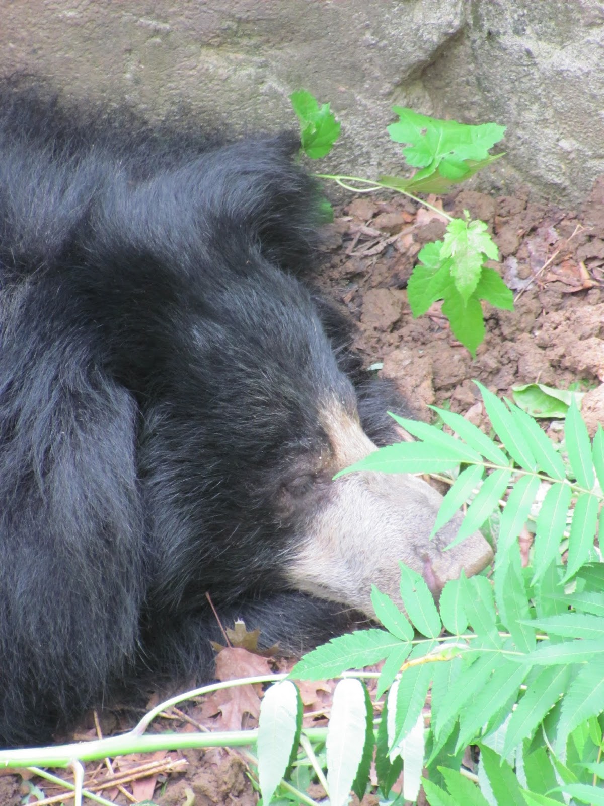 Sloth Bear A sloth bear relaxes at the National Zoo in Washington, DC