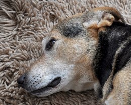 dog lying down dog on rug