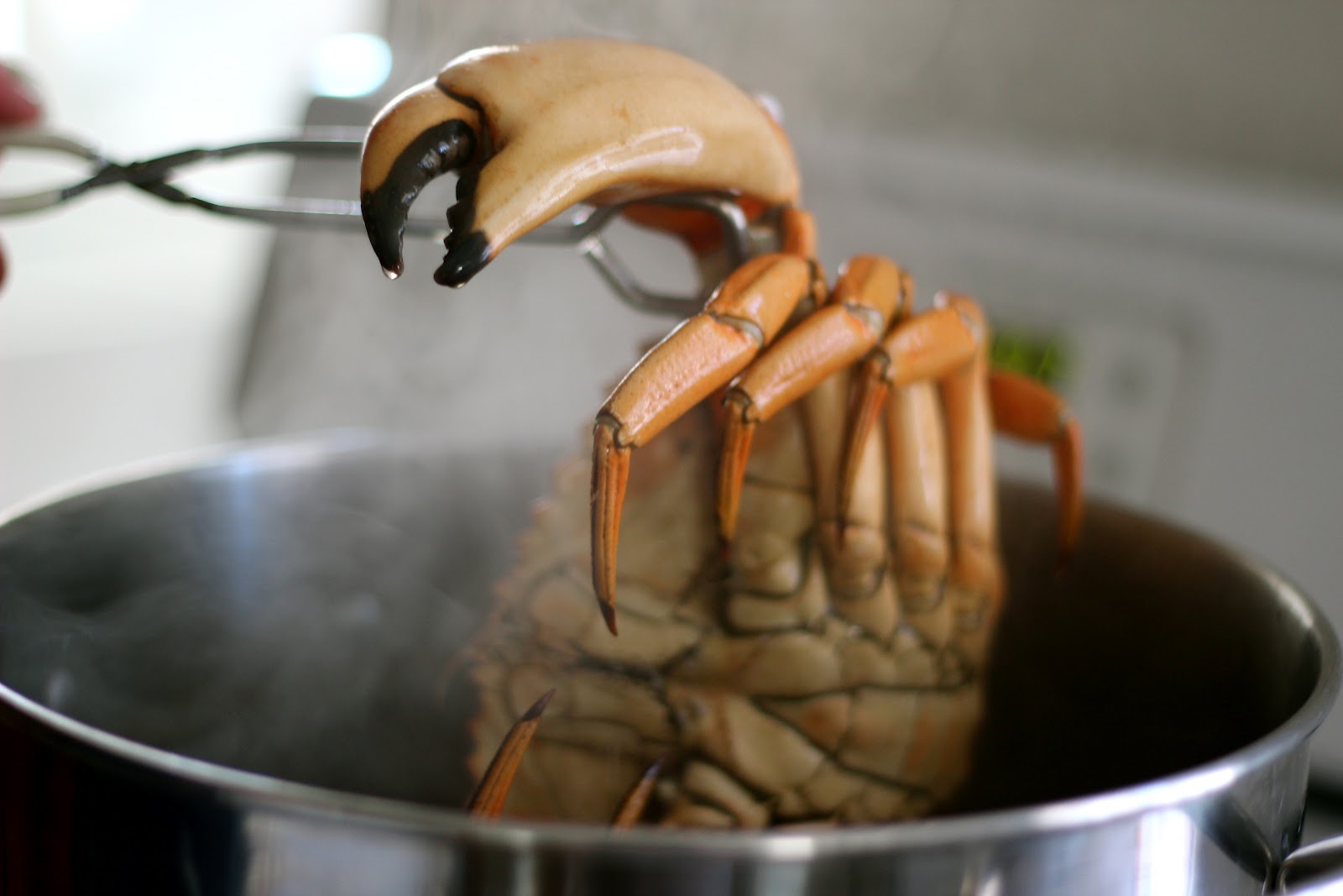 Food for Hunters How to Boil and Clean Crab