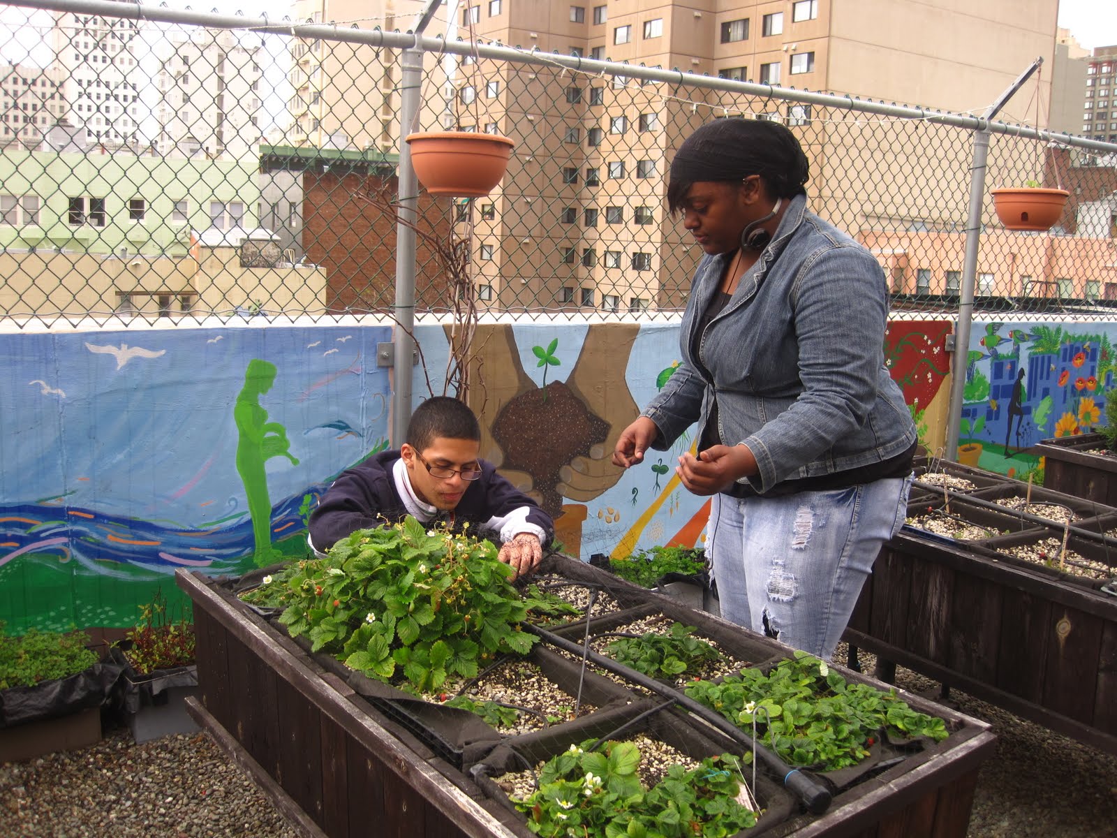 Urban Roof Gardens