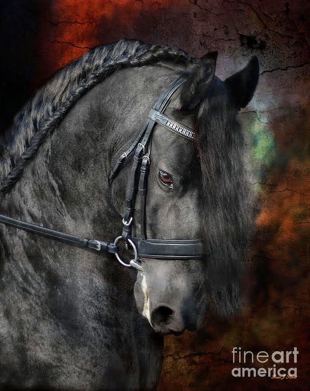 pura-sangre-fotografias-de-cabezas-de-caballos-negros caballos-negros-fotos-artisticas