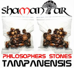 Psilocybe Tampanensis Magic truffles