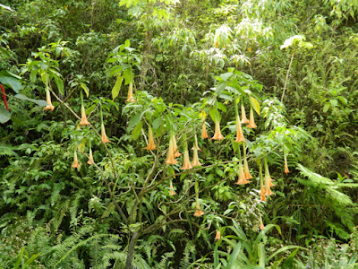 Brugmansia (Trumpet Flower) at Diamond Botanical Gardens, Soufriere, St. Lucia