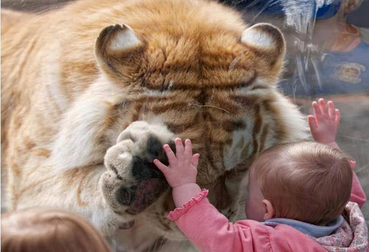 Los animales aman sin dobleces Los animales aman sin dobleces