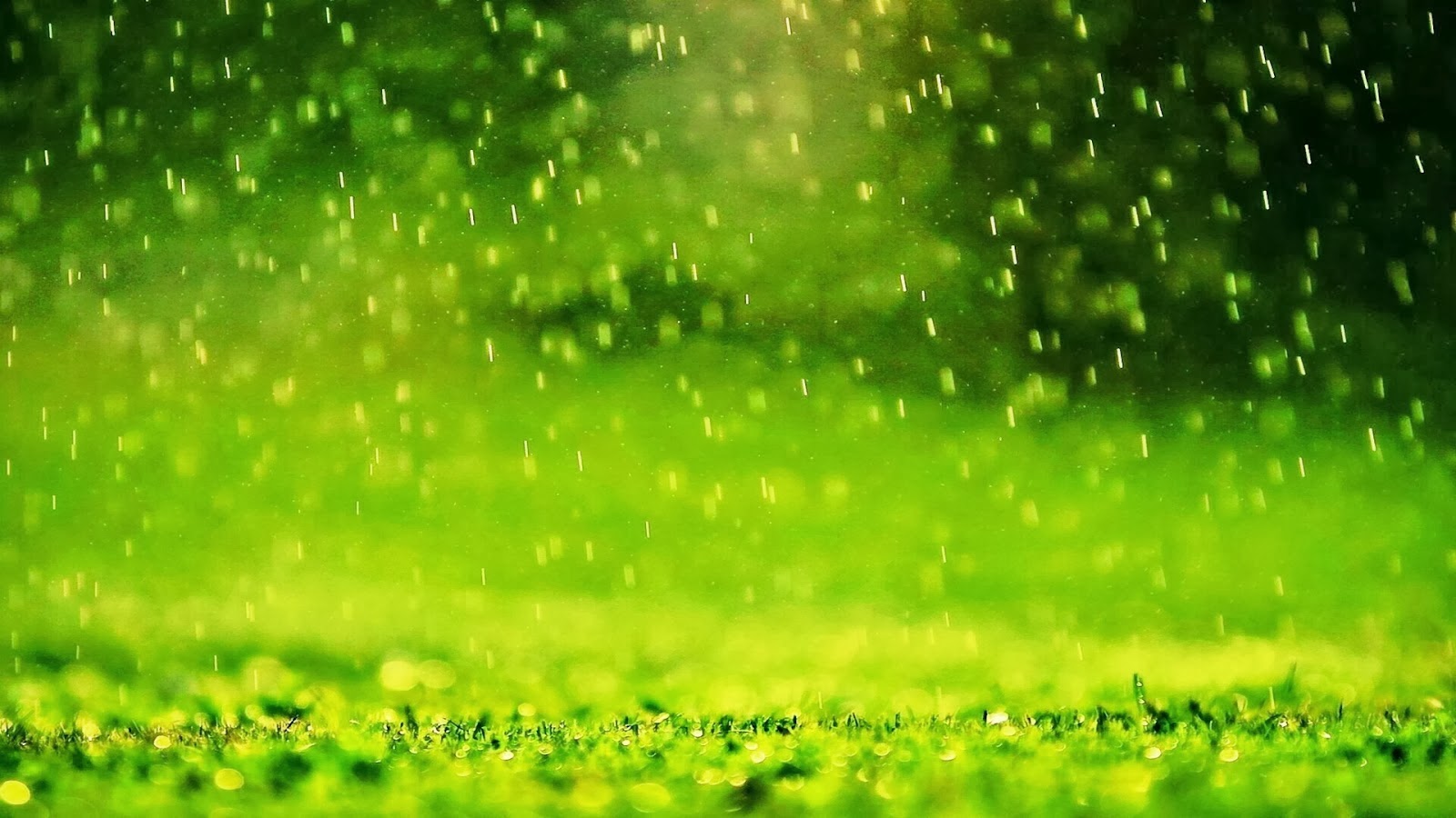 Green Rain Wallpaper rebsays