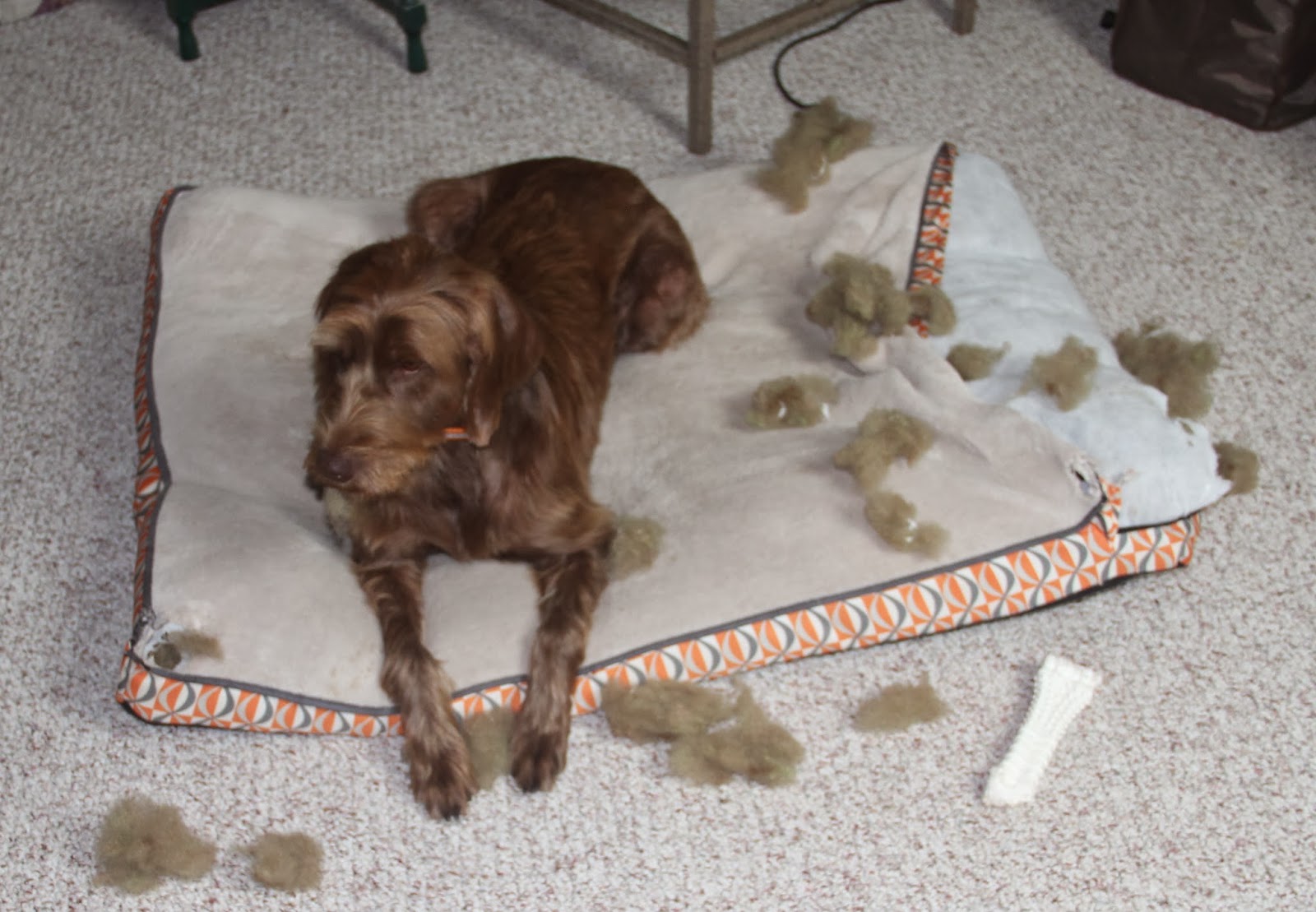 The Pudelpointer Chronicles THE BOOK OF PUPPY TECHNIQUE