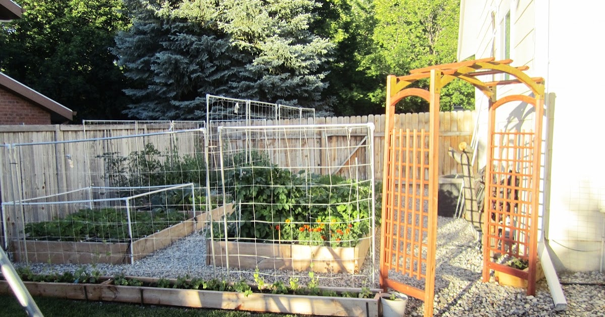 smartgirlstyle: Box Vegetable Garden: June Update
