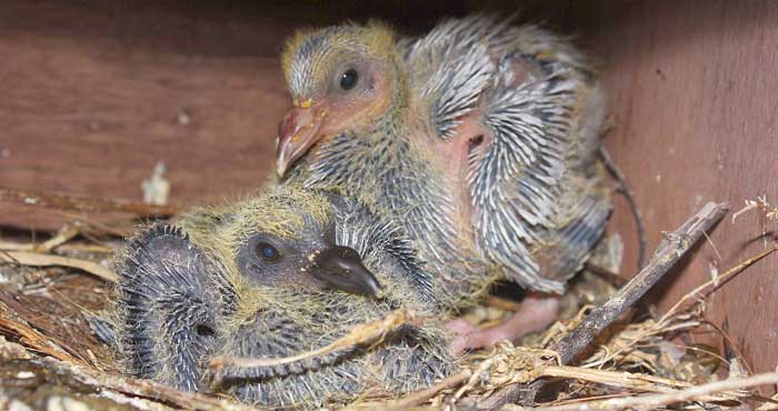Dampak Buruk Menyapih Piyik Merpati Balap dan Kolongan