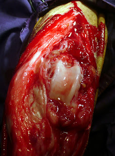 tejido degenerativo capsular rodilla perro degeneración tisular rodilla perro