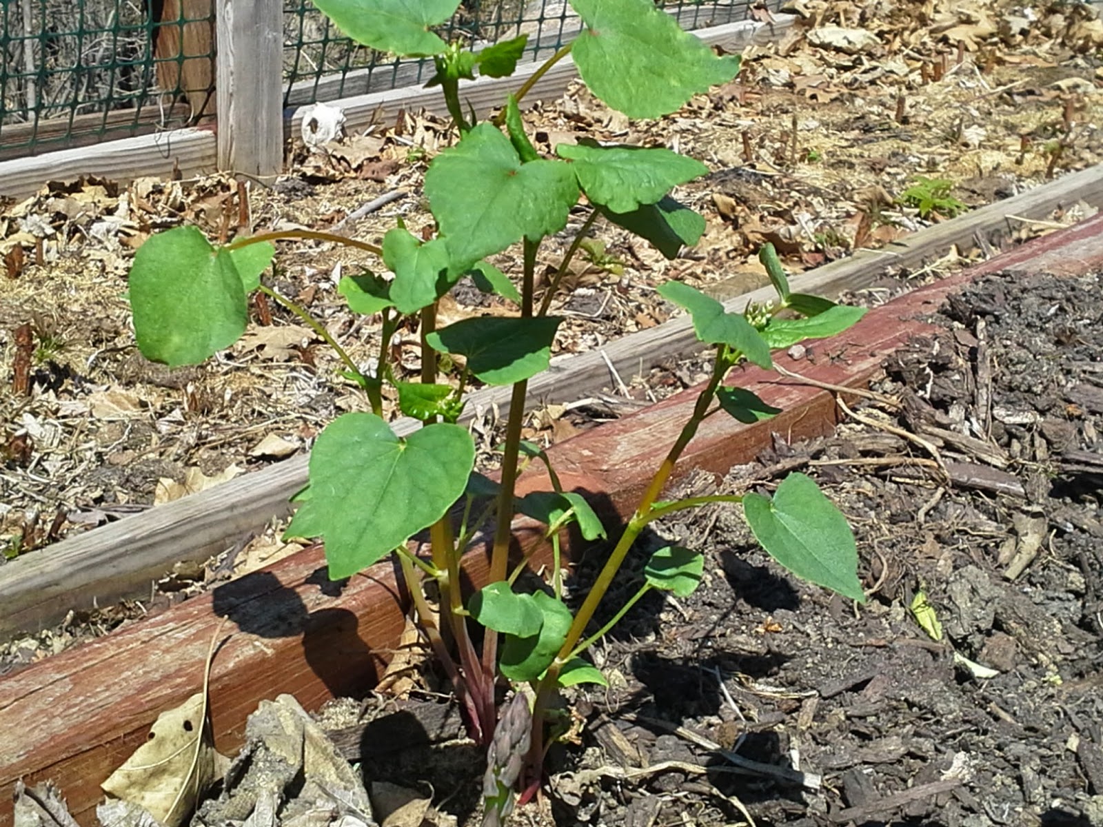 2015 Garden Part 5 The Suburban Jungle