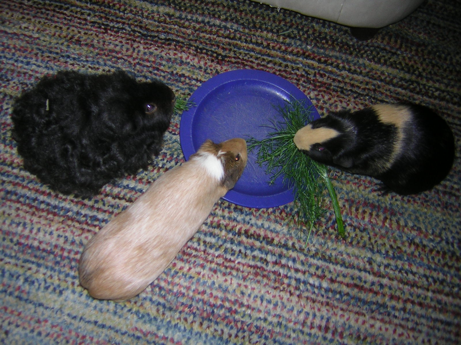 Cavy Savvy A Guinea Pig Blog Can Guinea Pigs Eat Fennel?