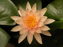 Hildegard of Bingen, Chants of Ecstasy (clik pic)