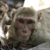 Monkeys Recognize Family, Even if Separated at Birth