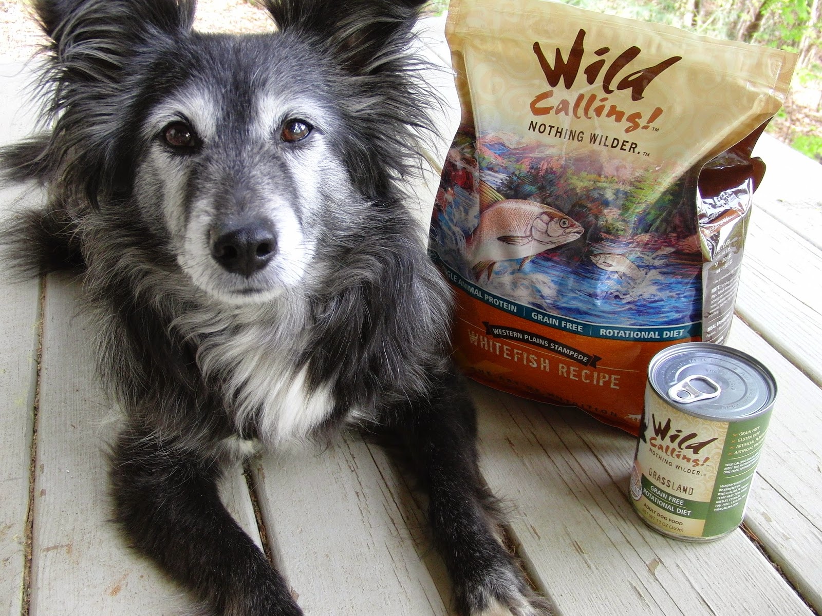 The Days of Johann, an agility dog! Wild Calling! Dog Food Review from