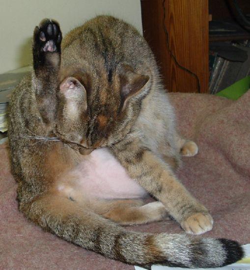Alopecia gatto