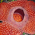 RAFFLESIA : CANTIK TAPI BAHAYA