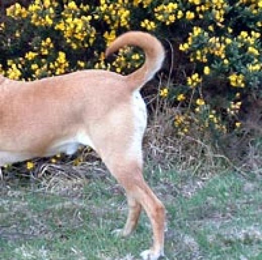 FUJAIRAH IN FOCUS Arab Proverb “The Dog’s Tail Will Never Be…”