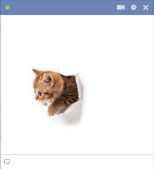 Kitten Ripped A Hole In Facebook Chat Box