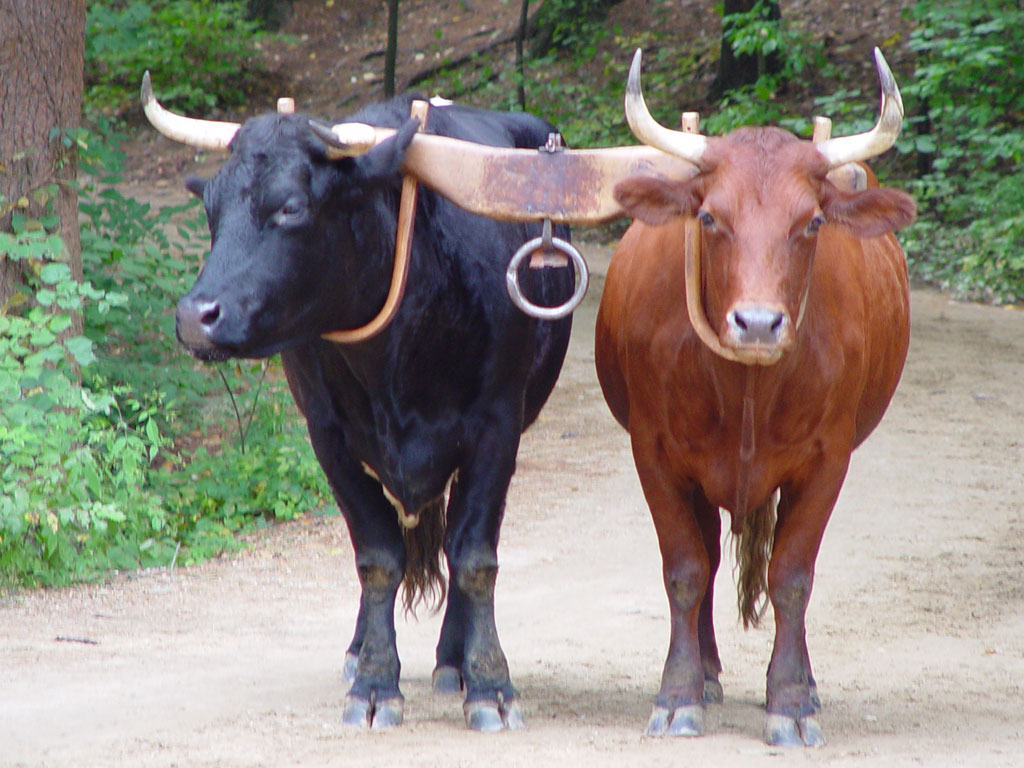 Indian Ox